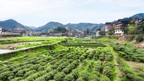 Piantagioni di tè nel villaggio di Chengyang — Foto Stock