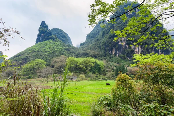 Prairie verte près de la montagne karstique Yangshuo — Photo