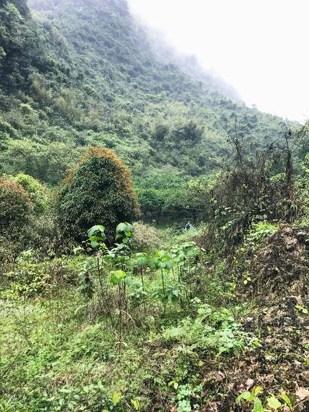 fog on slope of green karst peaks in Yangshuo