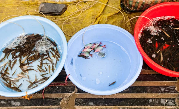 Live river fishes on street outdoor market — Stock Photo, Image