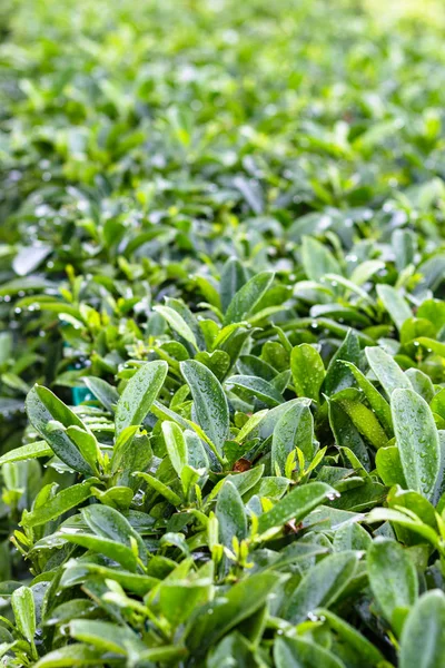 Regendruppels op groene bladeren van buxus hedge — Stockfoto