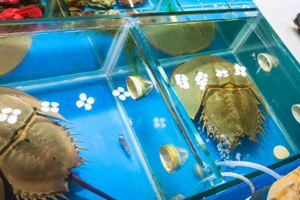 horseshoe crabs in market in Guangzhou city