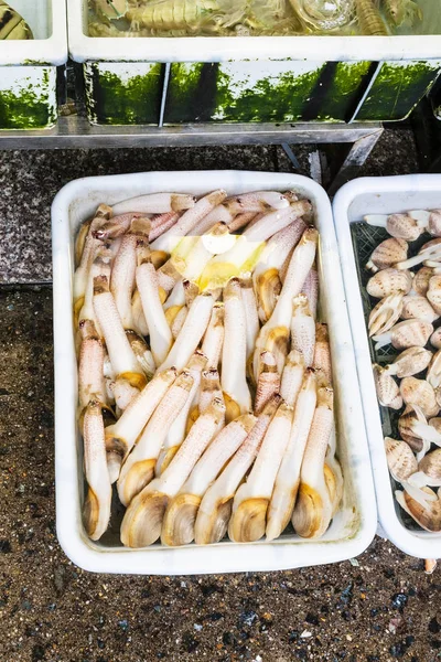 Molusco geoduck no mercado de peixe na cidade de Guangzhou — Fotografia de Stock