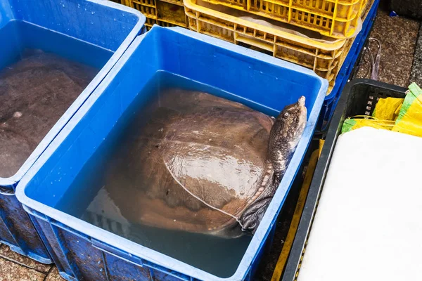 Grande tortue au marché aux poissons dans la ville de Guangzhou — Photo