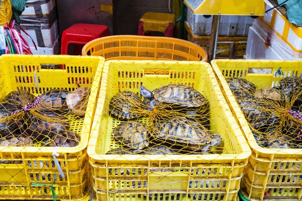 Muchas tortugas en cajas en el mercado de pescado en Guangzhou —  Fotos de Stock