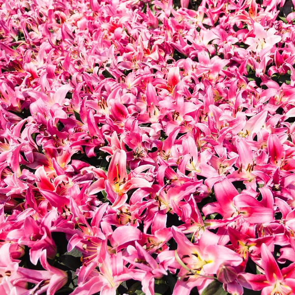 Много розовых лилий на клумбе — стоковое фото
