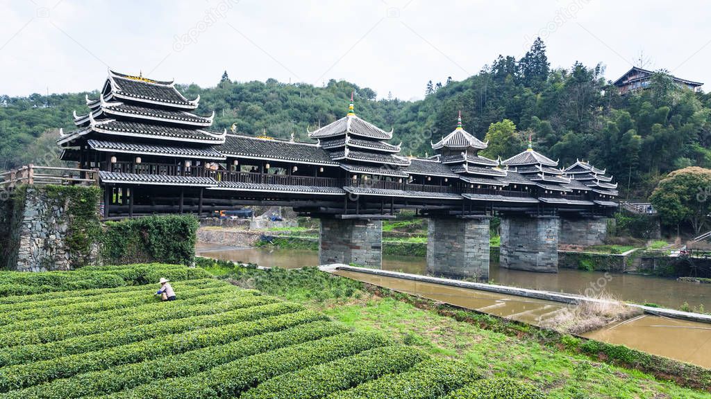 tea field and Chengyang Wind and Rain Bridge