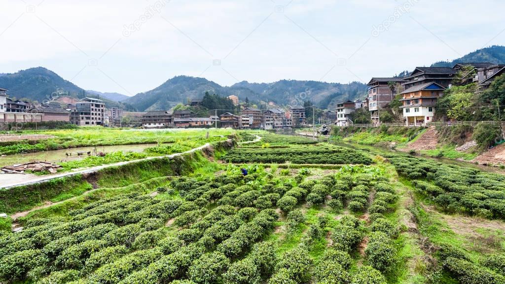 tea plantations in Chengyang village