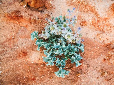 içinde kumtaşı Dağı'nın kırmızı kum yeşil bitki