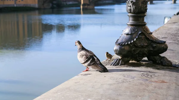 Duvan och sparrow på bröstvärn av floden Arno — Stockfoto