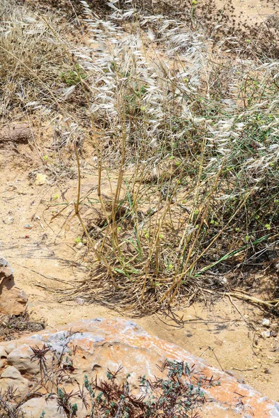 พืชทะเลทรายบนผ้าคลุม เซนต์วินเซนต์ — ภาพถ่ายสต็อก