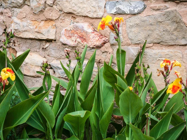 Flores da íris perto da parede da casa velha na cidade de Faro — Fotografia de Stock