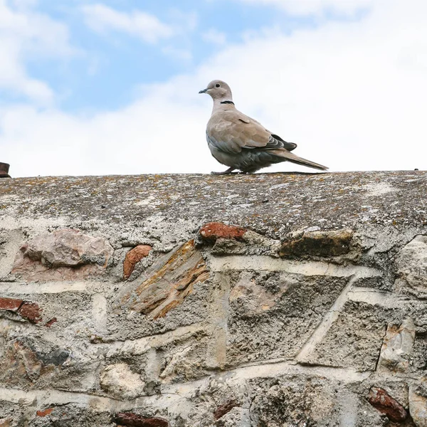 Turtledove pták na kamenné zdi terasu v Athénách — Stock fotografie