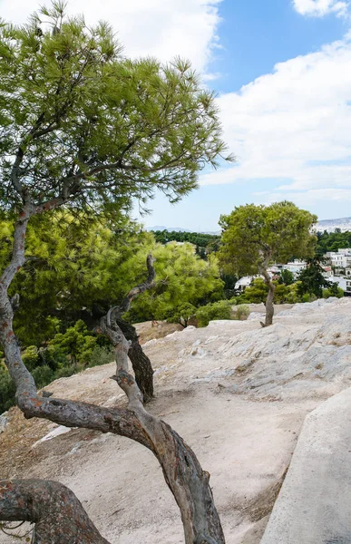 Zelené stromy mezi kameny na Akropoli rock — Stock fotografie