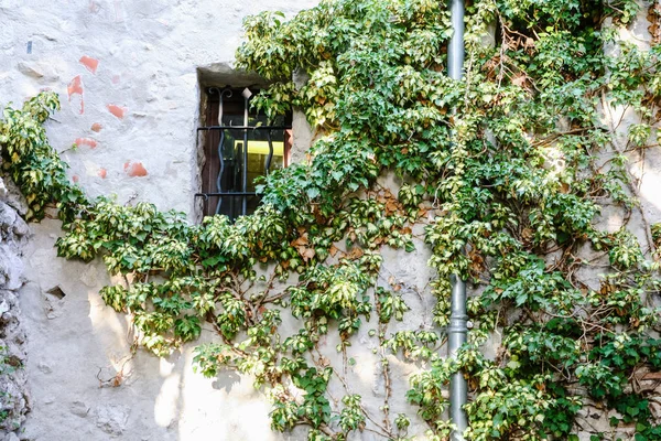 Πράσινα κισσών στον τοίχο της μεσαιωνικής σπίτι στην πόλη: Èze — Φωτογραφία Αρχείου