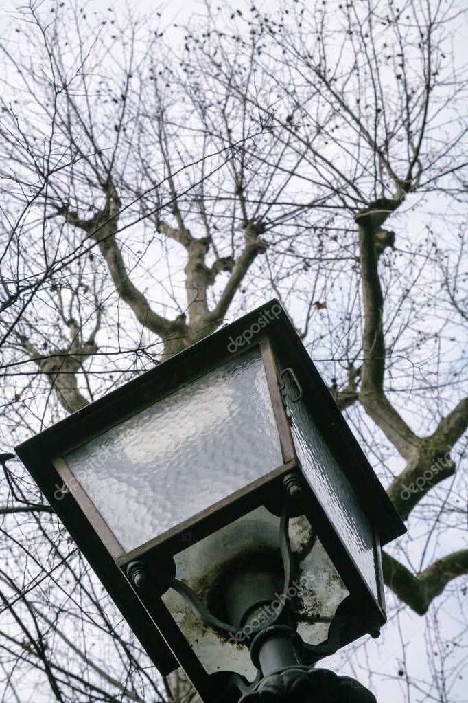 lantern and bare tree in urban park in Florence