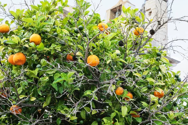 Árbol mandarino y catedral medieval de Faro — Foto de Stock