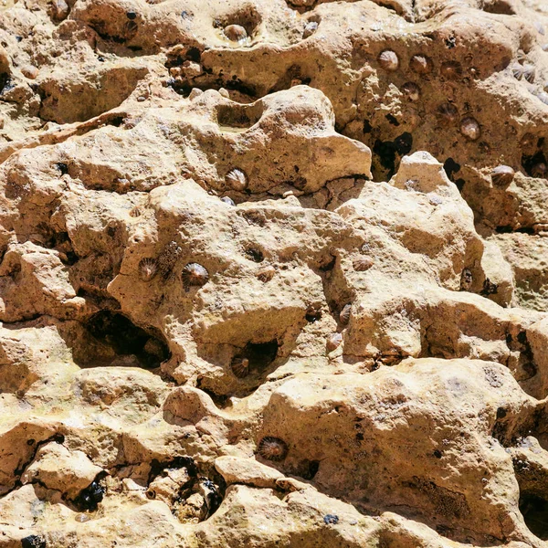 Kolónia a puhatestűek a coquina sziklák a tengerparton — Stock Fotó