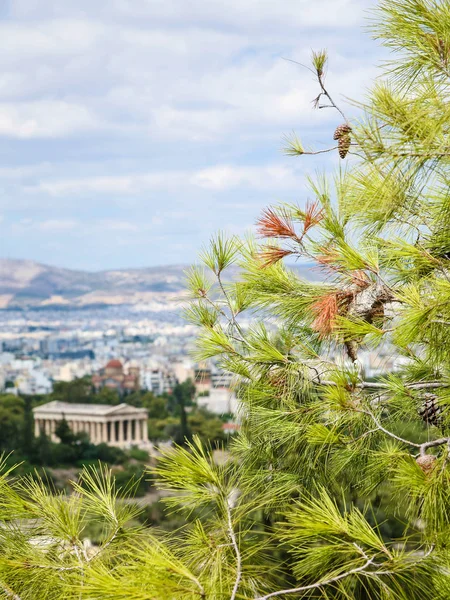 Groene takje en uitzicht op de tempel van Hephaestus — Stockfoto