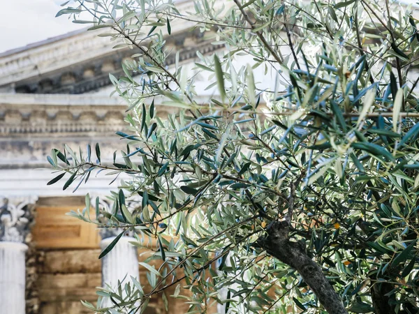 Olive tree and Maison Carree in Nimes city — Stock Photo, Image