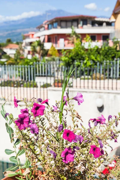 Canteiro de flores decorativo em Giardini Naxos cidade — Fotografia de Stock