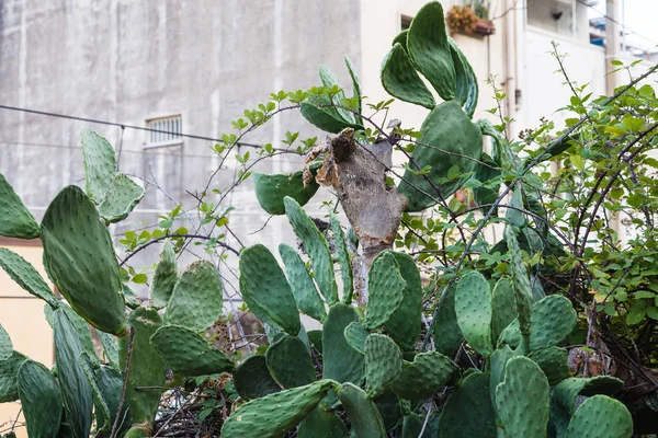 Grön cactus n Giardini Naxos stad — Stockfoto