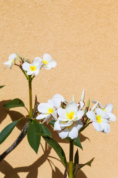 Ficus fiori vicino alla parete gialla nella soleggiata giornata estiva — Foto Stock