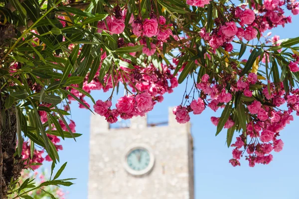 Flores cor de rosa de oleandro na cidade de Taormina — Fotografia de Stock
