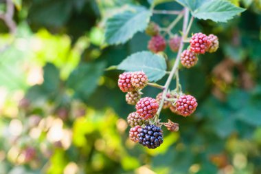 böğürtlen yaz sezonu dal üzerinde