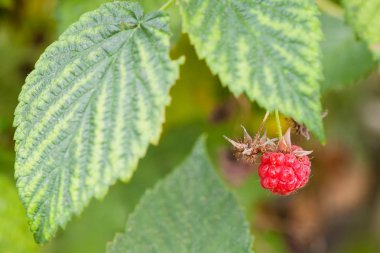 Bush kırmızı ahududu olgun berry yakın çekim