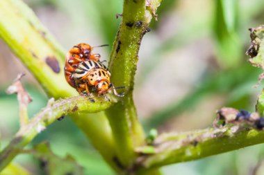 colorado böcekleri patates Bush çifti yakından