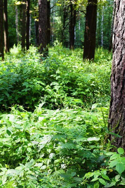 Fogliame verde del sottobosco in estate — Foto Stock