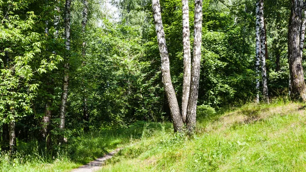 Abedules cerca del camino en el bosque en verano —  Fotos de Stock