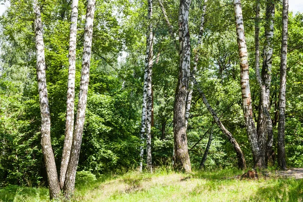 Betulle nella foresta in estate — Foto Stock