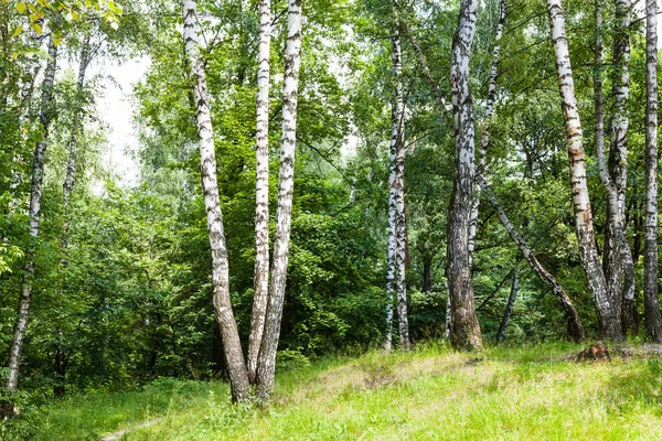 Abedul en el bosque en verano —  Fotos de Stock