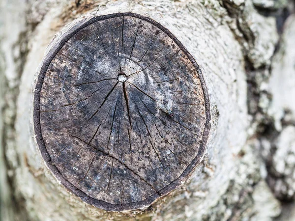 Fliege auf Querschnitt des Walnussbaumzweiges — Stockfoto