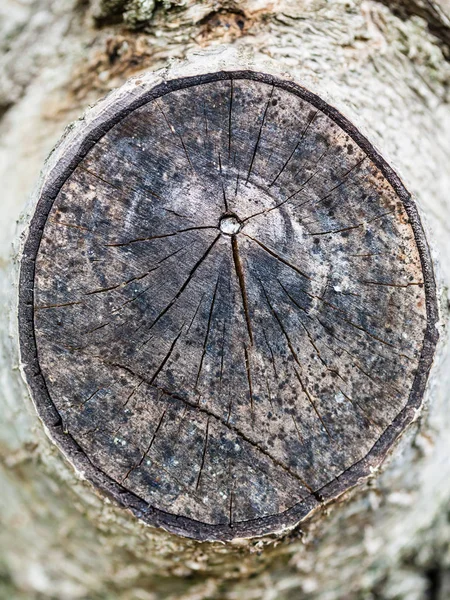 Querschnitt durch den Ast des Walnussbaums — Stockfoto