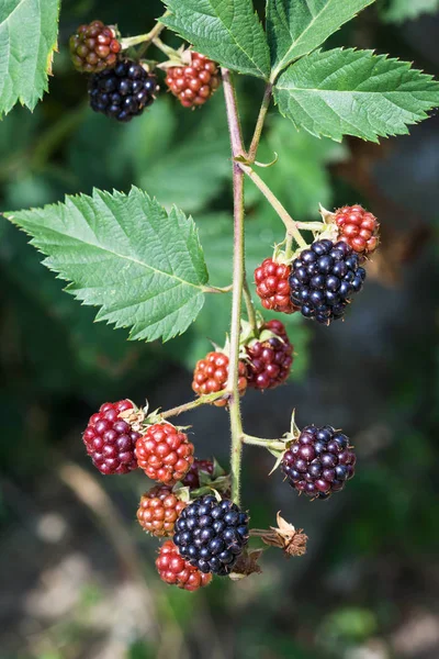 Ramita con moras maduras en temporada de verano —  Fotos de Stock