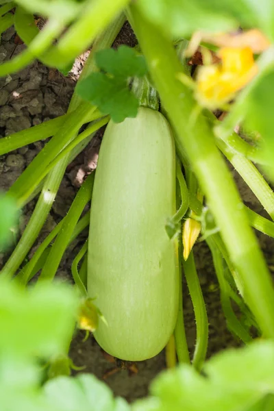 Reife Zucchini in Blättern im Garten — Stockfoto