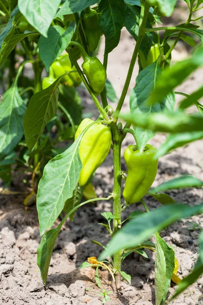 Paprika växt i trädgården i sommar — Stockfoto