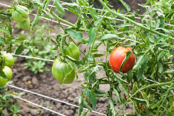 Bushes with ripening tomatoes on ropes in garden — Stock Photo, Image