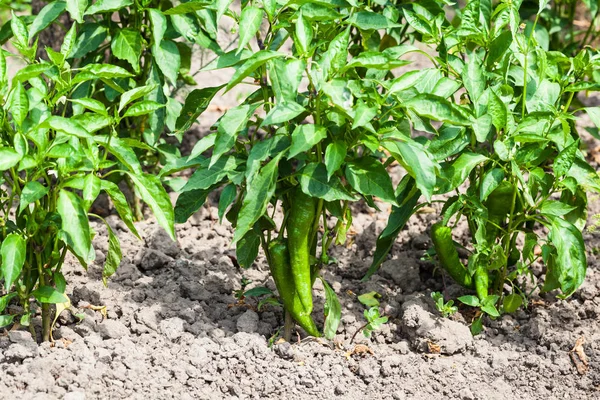 Plantação de arbustos de pimenta verde no jardim — Fotografia de Stock