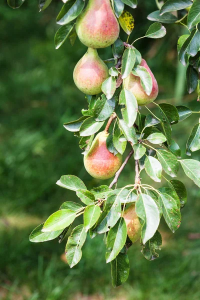 Fruits mûrs de poire sur l'arbre sur la cour arrière en été — Photo