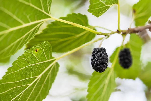 Reife schwarze Früchte am Maulbeerbaum aus nächster Nähe — Stockfoto