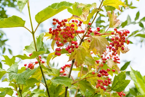 Красные фрукты растения Вибурнум летом — стоковое фото