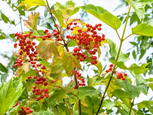 Ripe fruits of Viburnum plant in summer — Stock Photo, Image