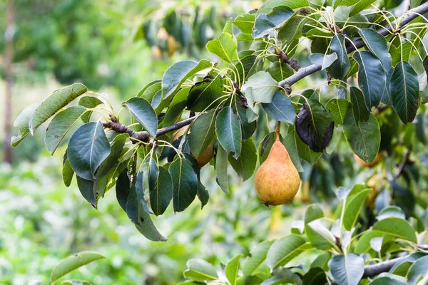 Branch with ripe pear in garden in summer season — Stock Photo, Image