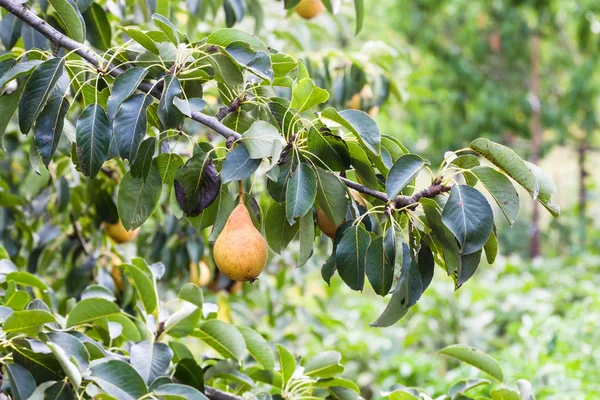 Rama con frutos de pera maduros en el jardín en verano —  Fotos de Stock