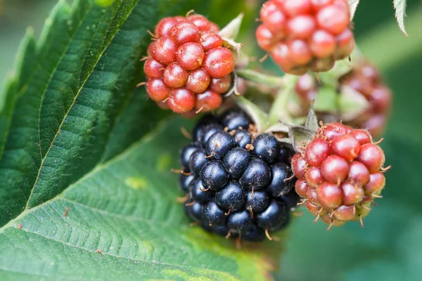 Moras en la hoja de cerca en el jardín —  Fotos de Stock