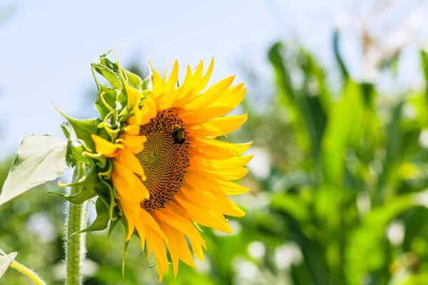 Sonnenblume mit Hummel im Garten — Stockfoto